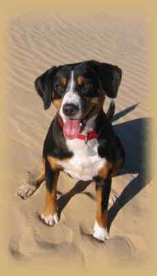 A dog image from https://images.dog.ceo/breeds/entlebucher/n02108000_2166.jpg