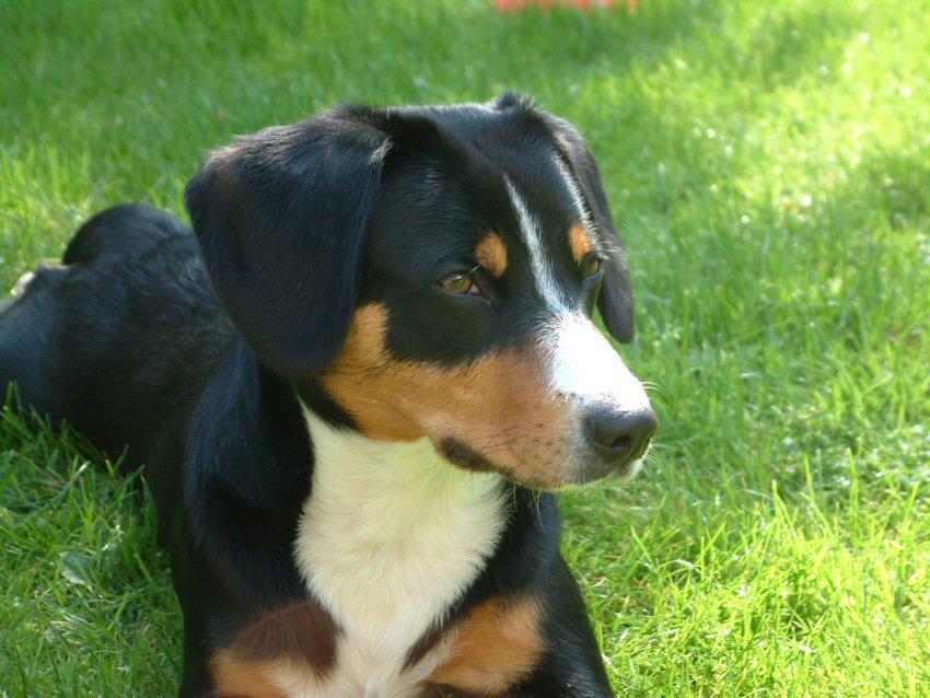 A dog image from https://images.dog.ceo/breeds/entlebucher/n02108000_2303.jpg