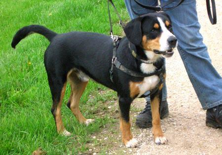 A dog image from https://images.dog.ceo/breeds/entlebucher/n02108000_2369.jpg