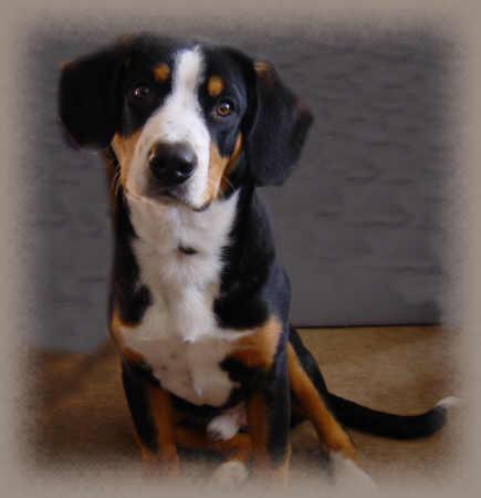 A dog image from https://images.dog.ceo/breeds/entlebucher/n02108000_2420.jpg