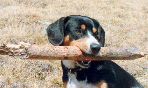 A dog image from https://images.dog.ceo/breeds/entlebucher/n02108000_2457.jpg