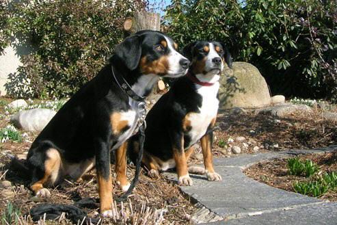 A dog image from https://images.dog.ceo/breeds/entlebucher/n02108000_2464.jpg