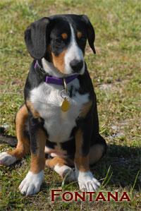 A dog image from https://images.dog.ceo/breeds/entlebucher/n02108000_2511.jpg