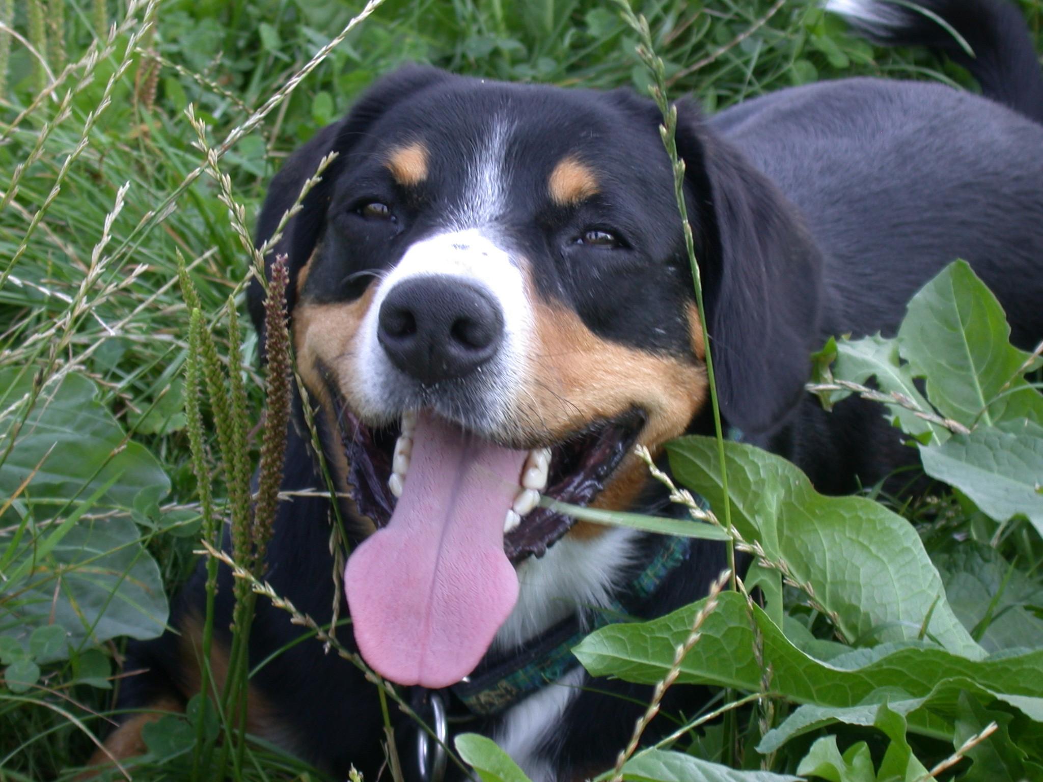 A dog image from https://images.dog.ceo/breeds/entlebucher/n02108000_2523.jpg