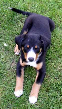 A dog image from https://images.dog.ceo/breeds/entlebucher/n02108000_2611.jpg