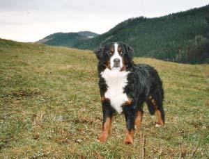 A dog image from https://images.dog.ceo/breeds/entlebucher/n02108000_2635.jpg