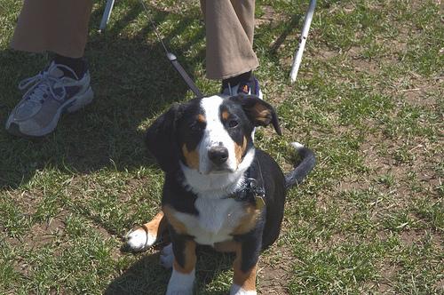 A dog image from https://images.dog.ceo/breeds/entlebucher/n02108000_2734.jpg