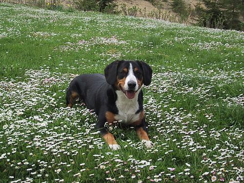 A dog image from https://images.dog.ceo/breeds/entlebucher/n02108000_2891.jpg