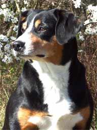 A dog image from https://images.dog.ceo/breeds/entlebucher/n02108000_2987.jpg