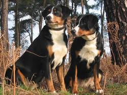 A dog image from https://images.dog.ceo/breeds/entlebucher/n02108000_3002.jpg