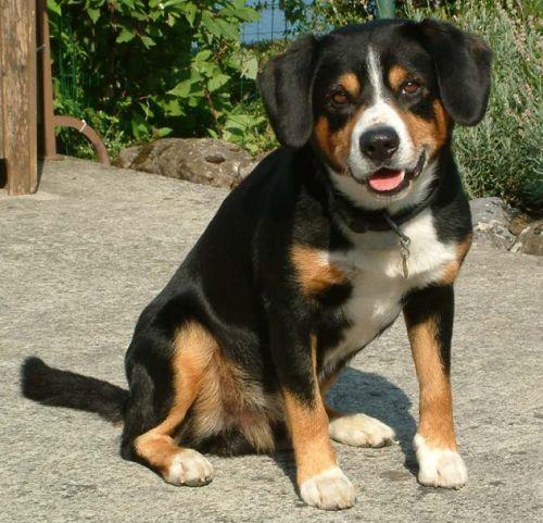 A dog image from https://images.dog.ceo/breeds/entlebucher/n02108000_3007.jpg