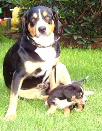 A dog image from https://images.dog.ceo/breeds/entlebucher/n02108000_3138.jpg