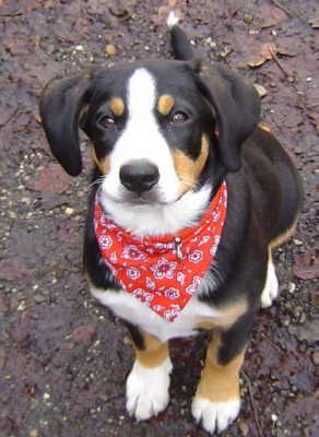 A dog image from https://images.dog.ceo/breeds/entlebucher/n02108000_3205.jpg