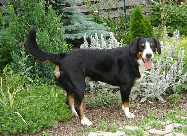 A dog image from https://images.dog.ceo/breeds/entlebucher/n02108000_3249.jpg