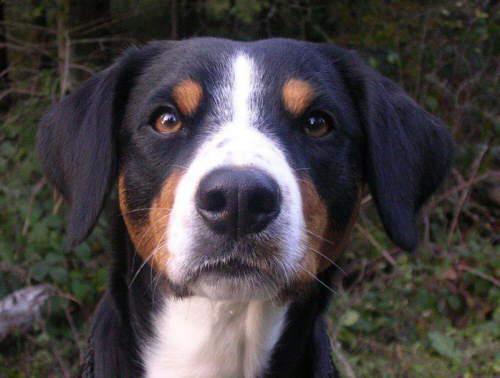 A dog image from https://images.dog.ceo/breeds/entlebucher/n02108000_339.jpg