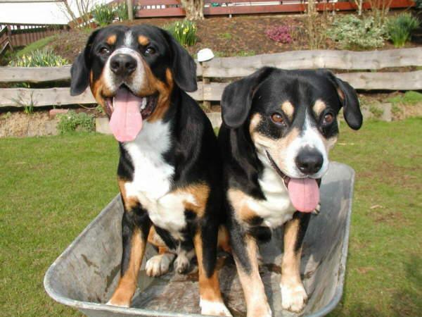 A dog image from https://images.dog.ceo/breeds/entlebucher/n02108000_3491.jpg