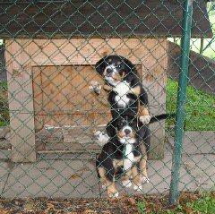 A dog image from https://images.dog.ceo/breeds/entlebucher/n02108000_352.jpg