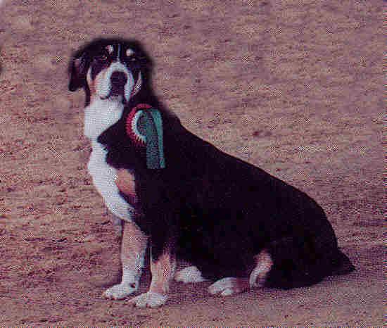 A dog image from https://images.dog.ceo/breeds/entlebucher/n02108000_3636.jpg