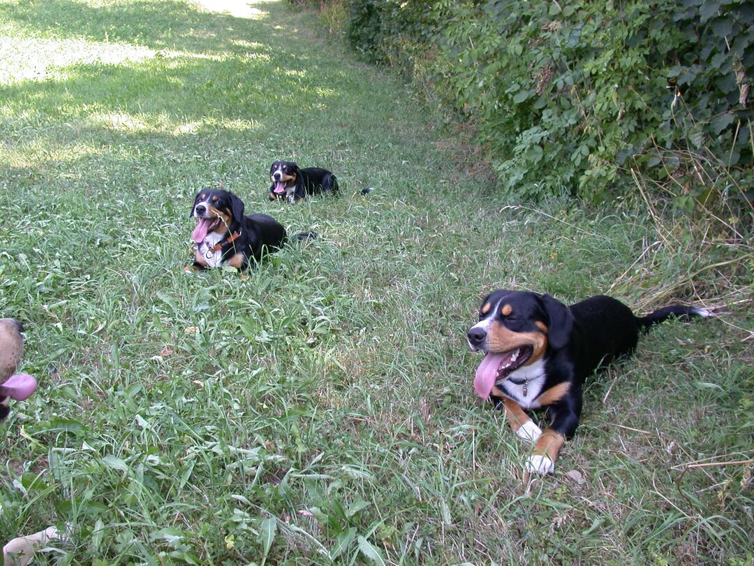 A dog image from https://images.dog.ceo/breeds/entlebucher/n02108000_487.jpg