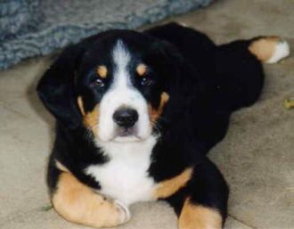 A dog image from https://images.dog.ceo/breeds/entlebucher/n02108000_507.jpg