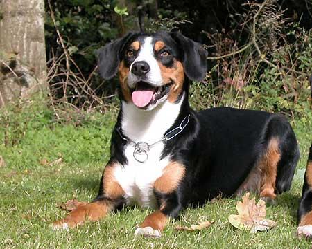 A dog image from https://images.dog.ceo/breeds/entlebucher/n02108000_620.jpg