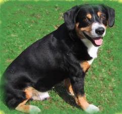 A dog image from https://images.dog.ceo/breeds/entlebucher/n02108000_689.jpg