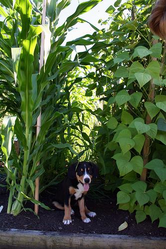 A dog image from https://images.dog.ceo/breeds/entlebucher/n02108000_777.jpg