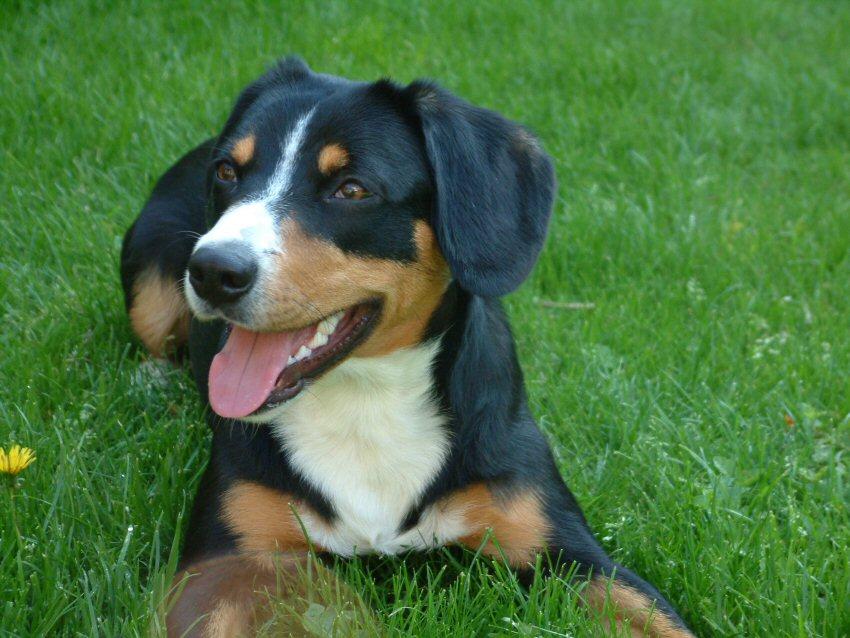 A dog image from https://images.dog.ceo/breeds/entlebucher/n02108000_93.jpg