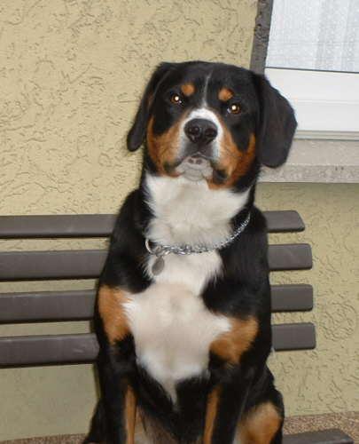 A dog image from https://images.dog.ceo/breeds/entlebucher/n02108000_933.jpg