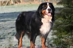 A dog image from https://images.dog.ceo/breeds/entlebucher/n02108000_944.jpg