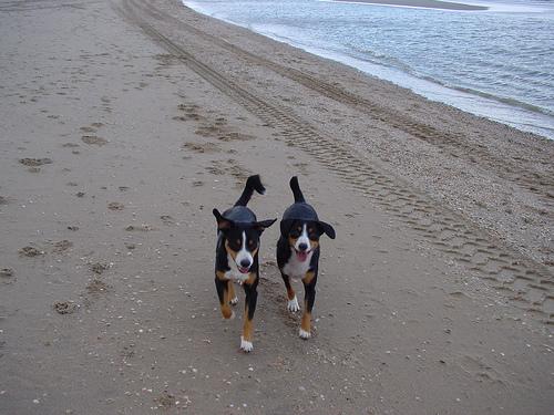 A dog image from https://images.dog.ceo/breeds/entlebucher/n02108000_972.jpg