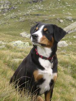 A dog image from https://images.dog.ceo/breeds/entlebucher/n02108000_983.jpg