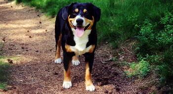 A dog image from https://images.dog.ceo/breeds/entlebucher/n02108000_99.jpg