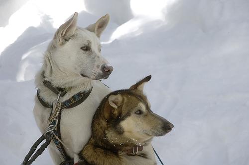 A dog image from https://images.dog.ceo/breeds/eskimo/n02109961_131.jpg