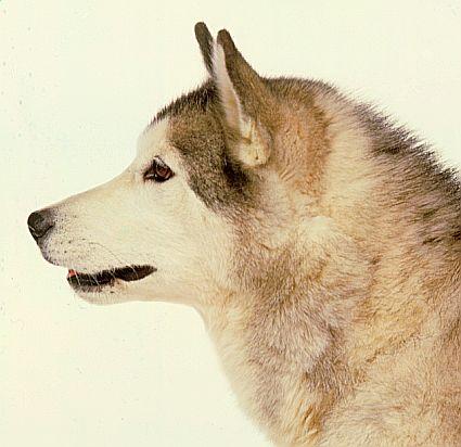 A dog image from https://images.dog.ceo/breeds/eskimo/n02109961_1351.jpg