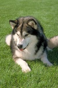 A dog image from https://images.dog.ceo/breeds/eskimo/n02109961_1633.jpg