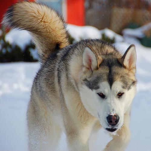 A dog image from https://images.dog.ceo/breeds/eskimo/n02109961_17006.jpg