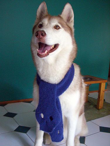 A dog image from https://images.dog.ceo/breeds/eskimo/n02109961_18552.jpg