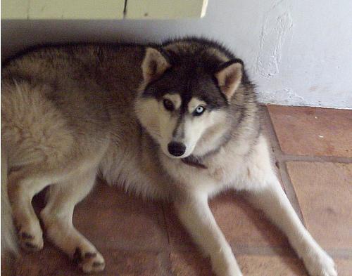 A dog image from https://images.dog.ceo/breeds/eskimo/n02109961_1949.jpg