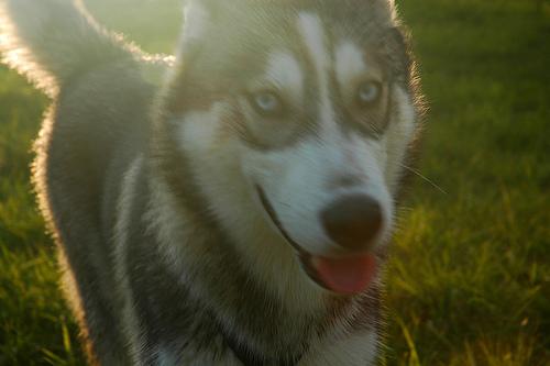 A dog image from https://images.dog.ceo/breeds/eskimo/n02109961_2599.jpg