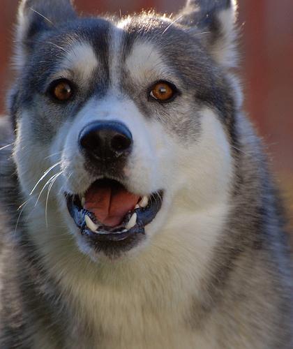 A dog image from https://images.dog.ceo/breeds/eskimo/n02109961_2932.jpg