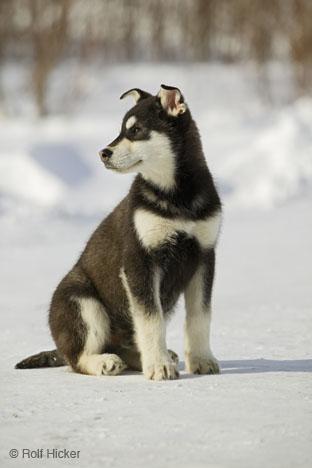 A dog image from https://images.dog.ceo/breeds/eskimo/n02109961_2964.jpg