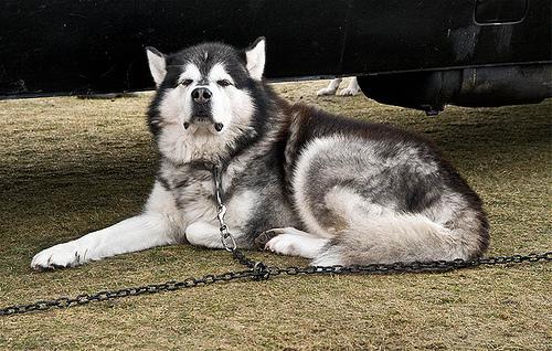https://images.dog.ceo/breeds/eskimo/n02109961_3054.jpg
