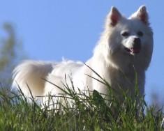 A dog image from https://images.dog.ceo/breeds/eskimo/n02109961_4619.jpg