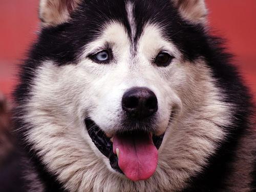 A dog image from https://images.dog.ceo/breeds/eskimo/n02109961_4670.jpg