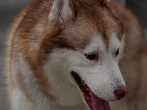 A dog image from https://images.dog.ceo/breeds/eskimo/n02109961_5684.jpg