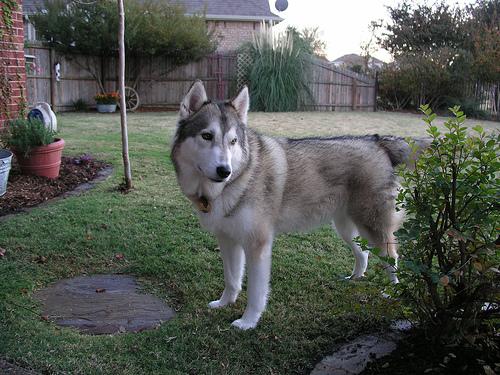 A dog image from https://images.dog.ceo/breeds/eskimo/n02109961_6143.jpg