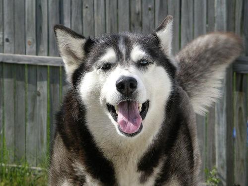 A dog image from https://images.dog.ceo/breeds/eskimo/n02109961_6613.jpg