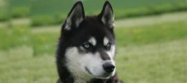 A dog image from https://images.dog.ceo/breeds/eskimo/n02109961_8977.jpg