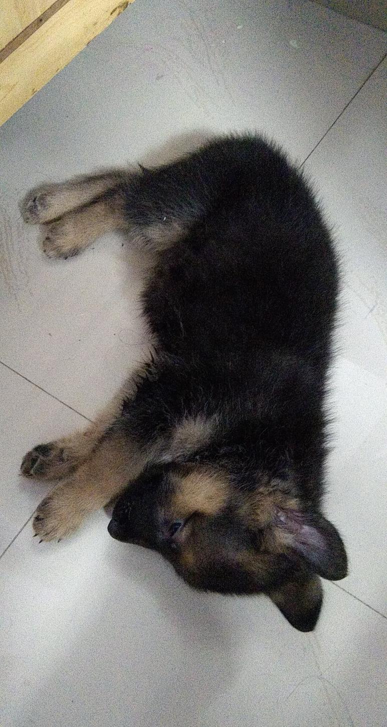 Czech German Shepherd